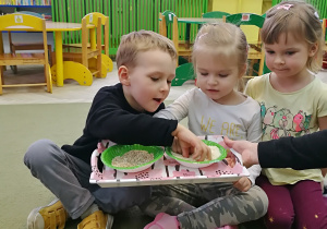Janek i Martynka badają ziarna kaszy i ryżu