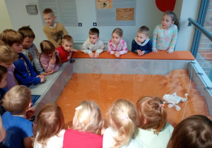 Delfinki oglądają mini robota