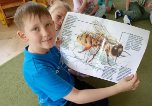 Chłopiec pokazuje dużą ilustrację pszczoły