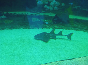 Wycieczka do ZOO