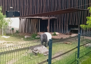 Tapir