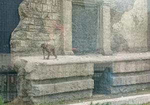 Małpka na wybiegu