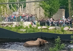 Słonik się kąpie