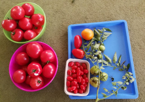 Nasze pomidorki :)