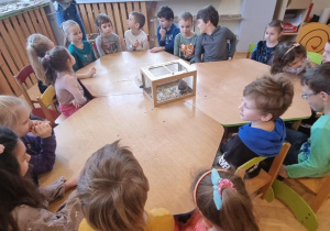 Dzieci przy stole obserwują jeżyka w klatce