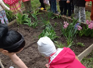 Wysiew nasion warzyw w przedszkolnym ogródku