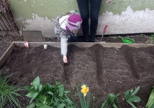 Marysia sieje nasiona warzyw w ogródku