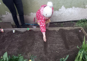 Klara sieje nasiona warzyw w ogródku