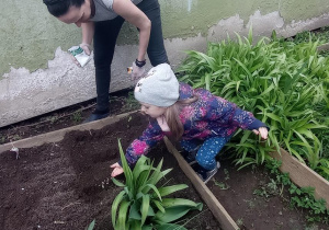 Lena sieje nasiona w ogródku