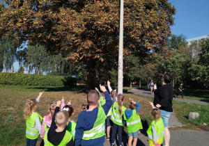 Dzieci znalazły drzewo kasztanowca
