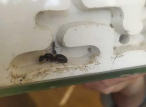 Fascynujący świat mrówek - warsztaty.