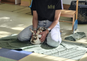Pani opowiada ciekawostki o króliku