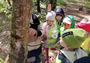 Dzieci sprawdzają przez stetoskop życie drzewa