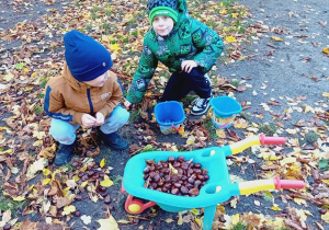 Tymon i Leon zbierają kasztany
