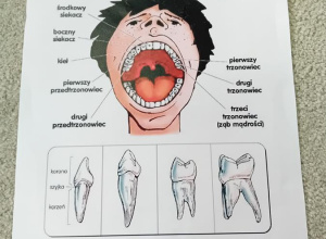 Zajęcia ze studentami stomatologii