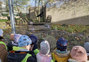 Dzieci podziwiają surykatki