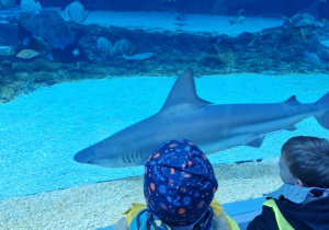 Dzieci podziwiają młodego rekina