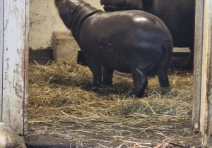 Mama hipopotam i jej dziecko