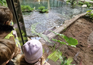 Dzieci oglądają aligatory