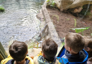 Dzieci oglądają aligatory
