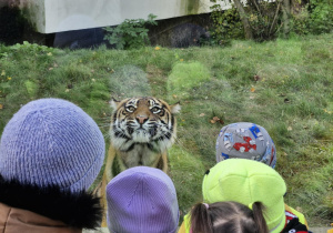Dzieci ogladają tygrysicę