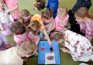 Dzieci przyglądaja się ostrym przedmiotom i porównują je z kolcami jeża