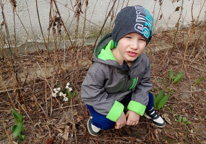 Chłopiec odnalazł w ogrodzie krokusy