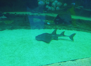 Wycieczka do ZOO