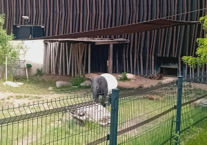 Tapir