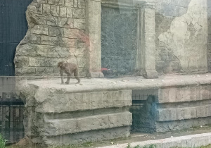 Małpka na wybiegu